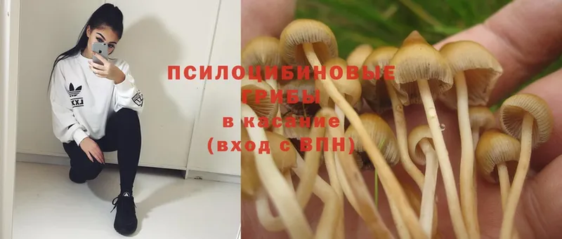 Псилоцибиновые грибы Magic Shrooms  Богородск 